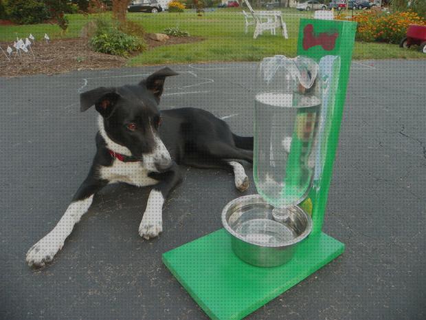 Los 14 Mejores Depositos Aguas Para Perros