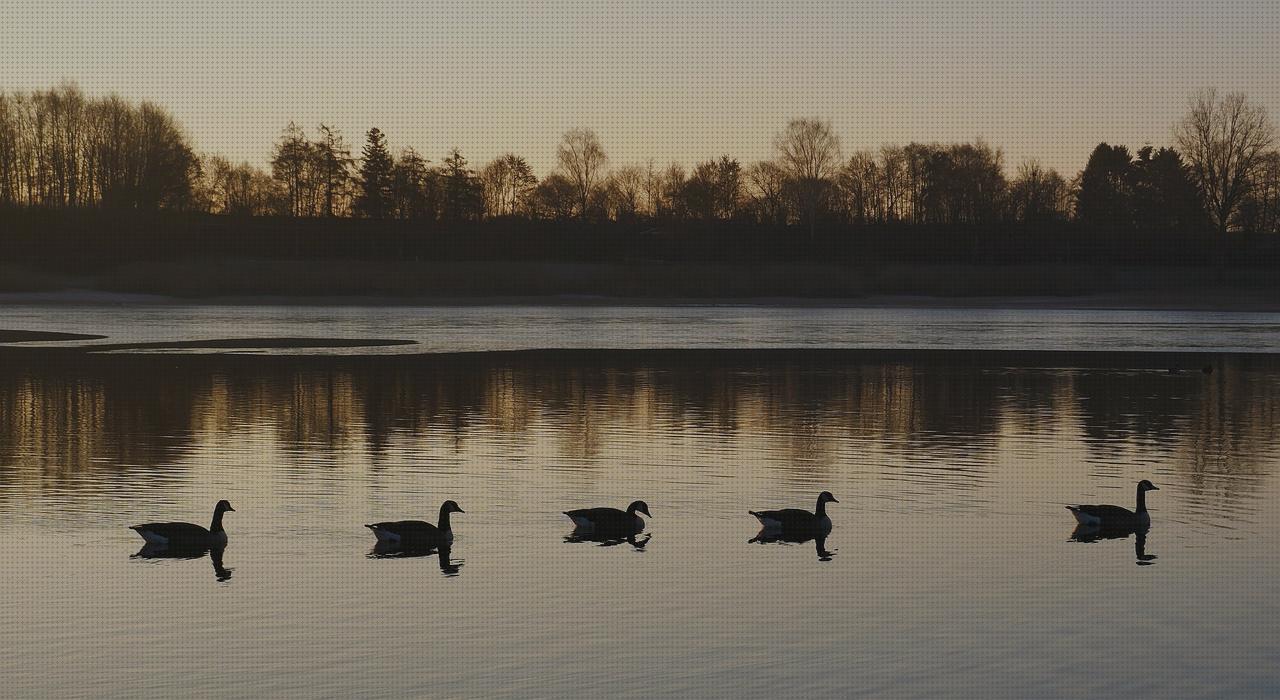 Opiniones de los 22 mejores Depositos De Aguas Animales