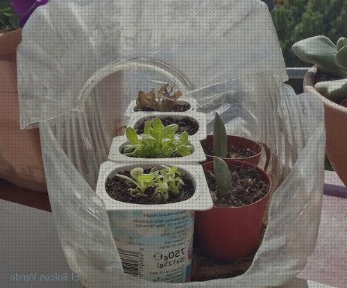 Los mejores 12 Macetas Invernaderos Garrafas Aguas
