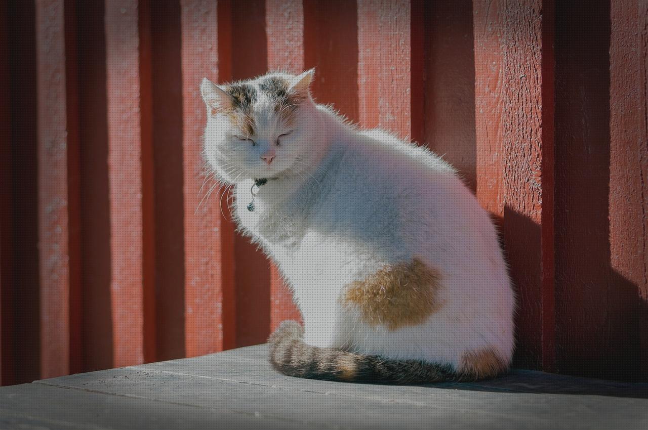 Opiniones de las 24 mejores Patas De Mesas Plegables